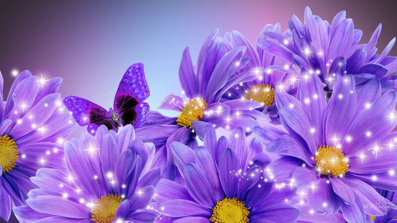 Purple Daisies and Butterfly