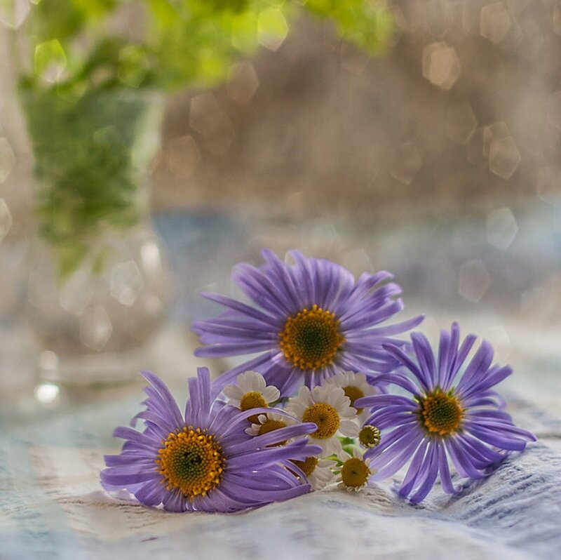 Purple Daisies and Chamomile