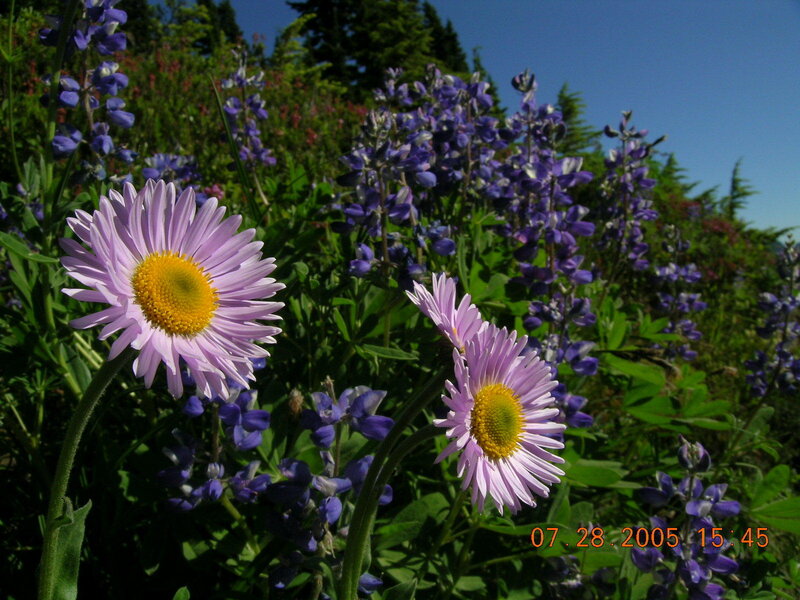 Purple Daisies and Lupines