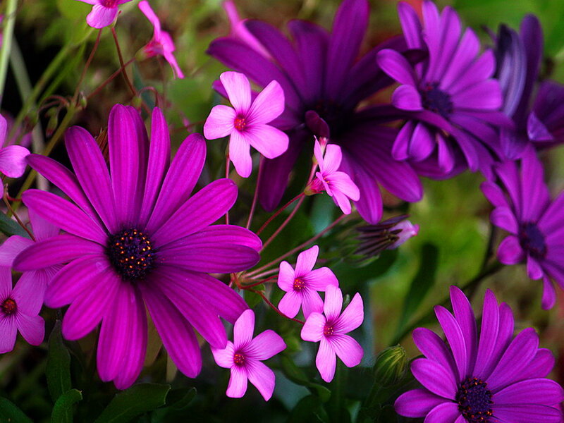 Purple Daisies and Pink Flowers