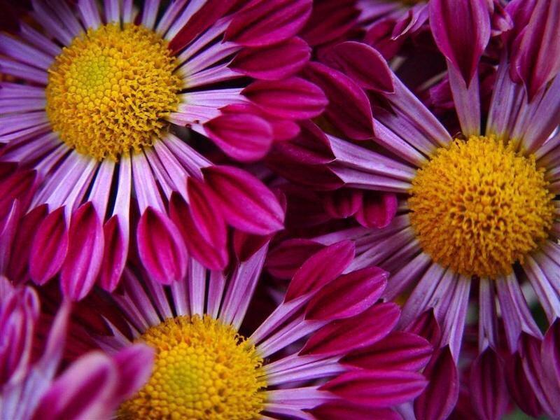 Purple Daisies Close-up