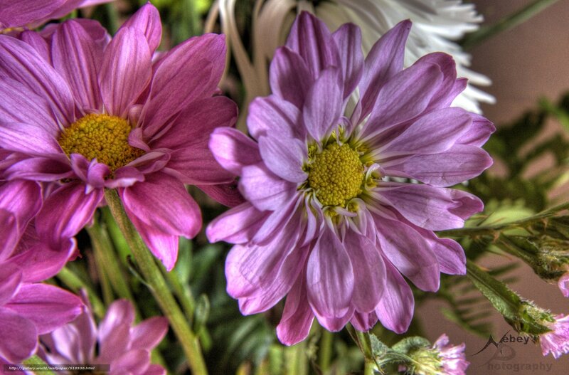 Purple daisies in a bouquet