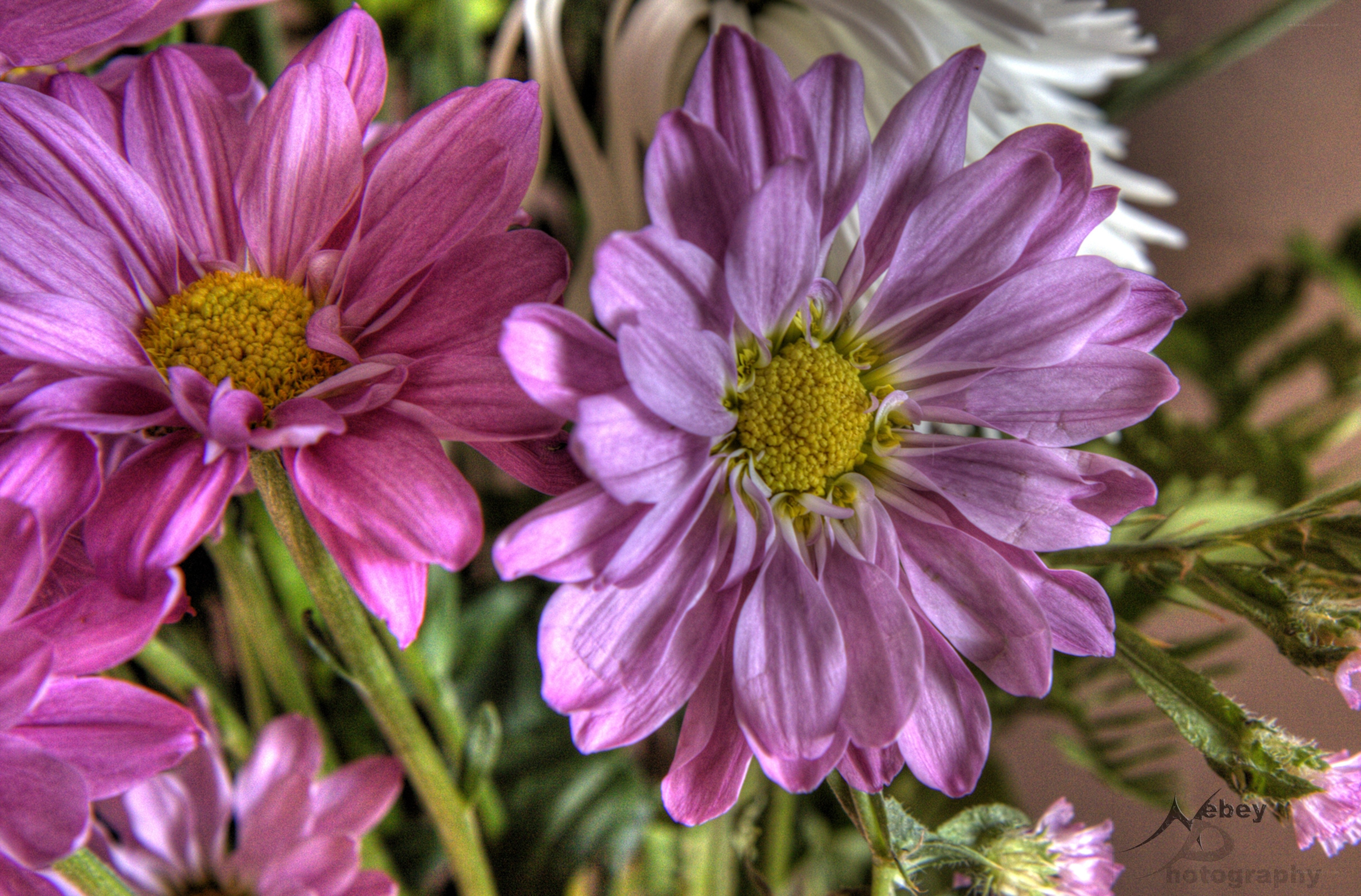 Purple daisies in a bouquet