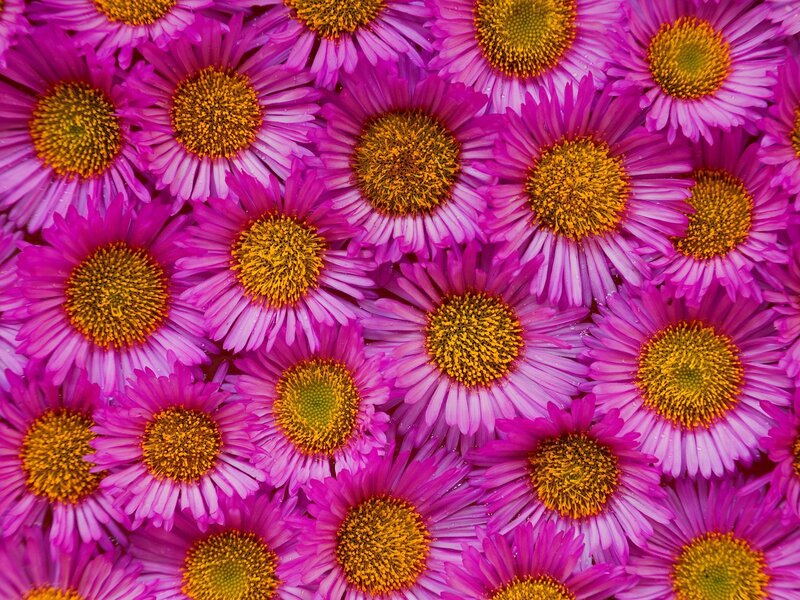 Purple daisies in a dense pattern