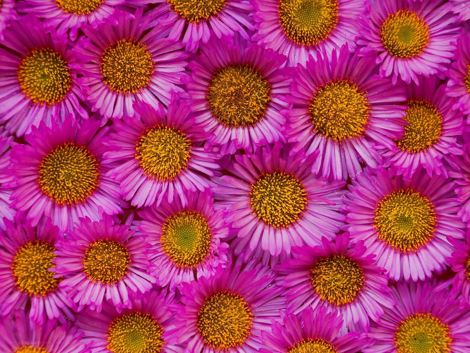 Purple daisies in a dense pattern