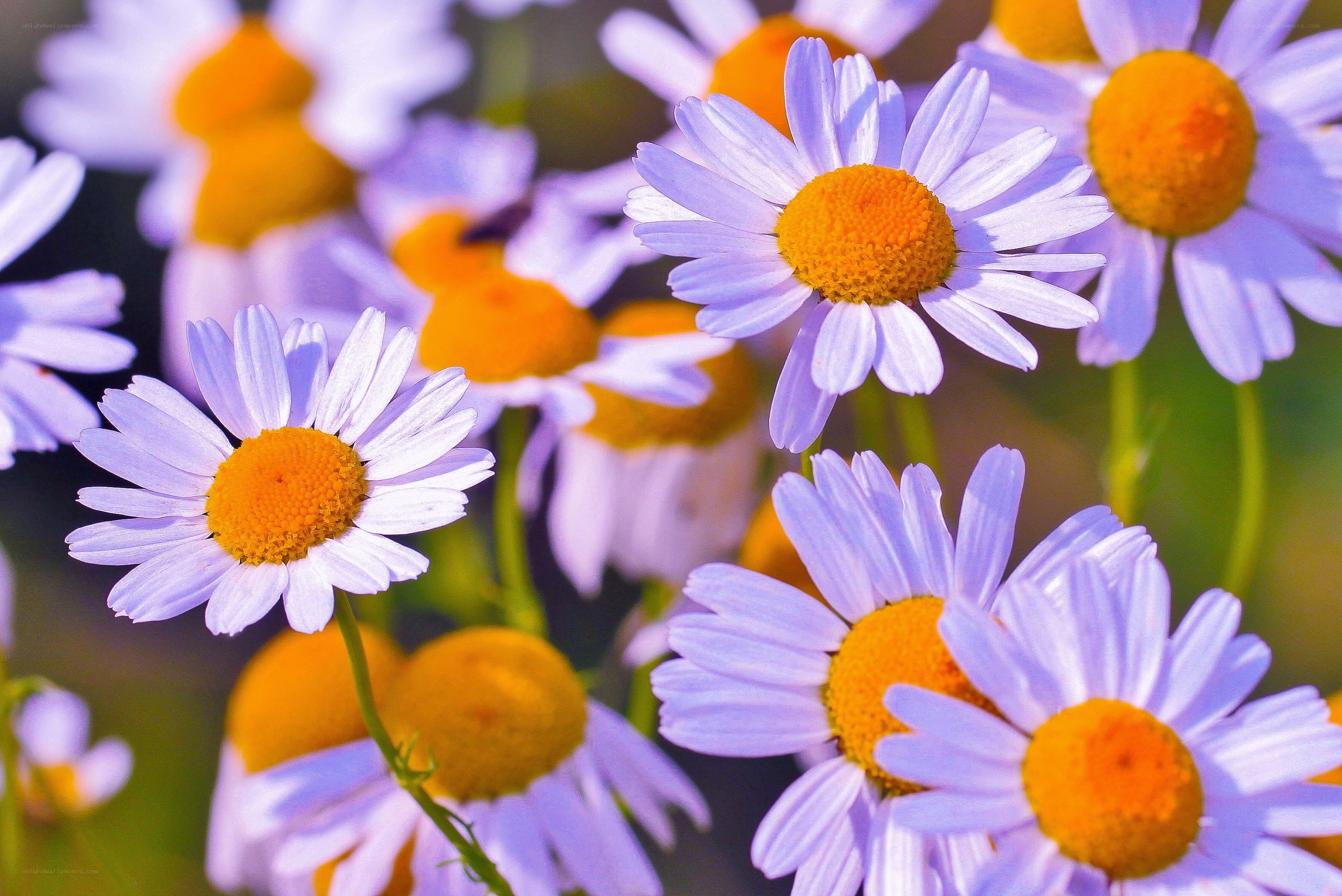 Purple daisies in a field