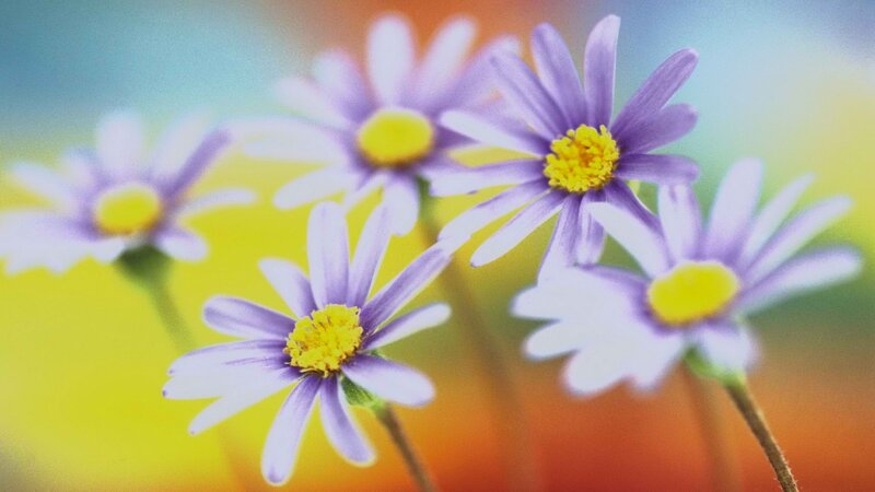 purple daisies in a field