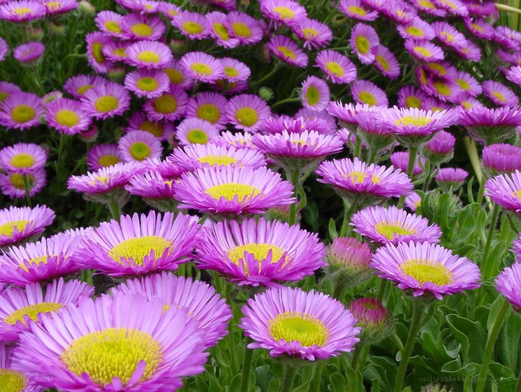 purple daisies in a field