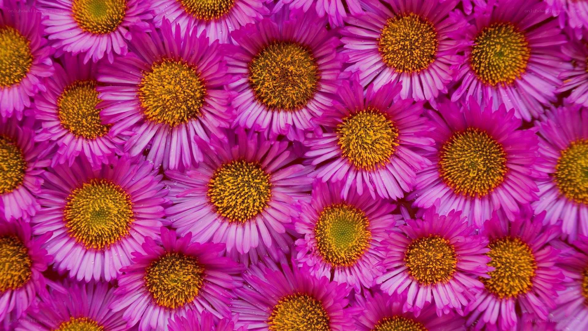 purple daisies in a field