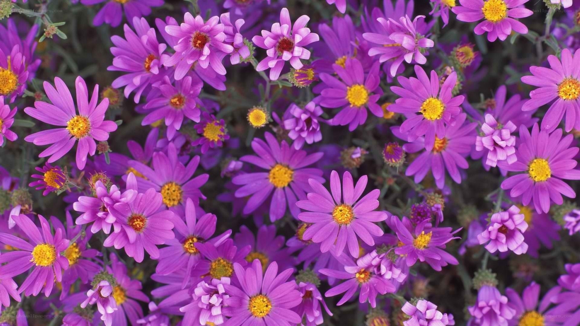 purple daisies in a field