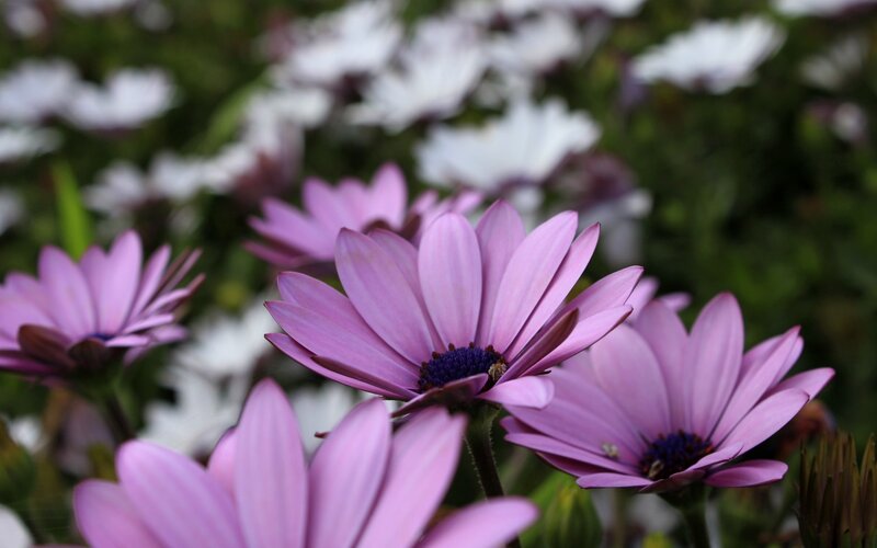 Purple daisies in a garden