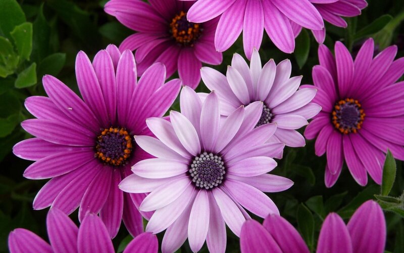 Purple daisies in a garden