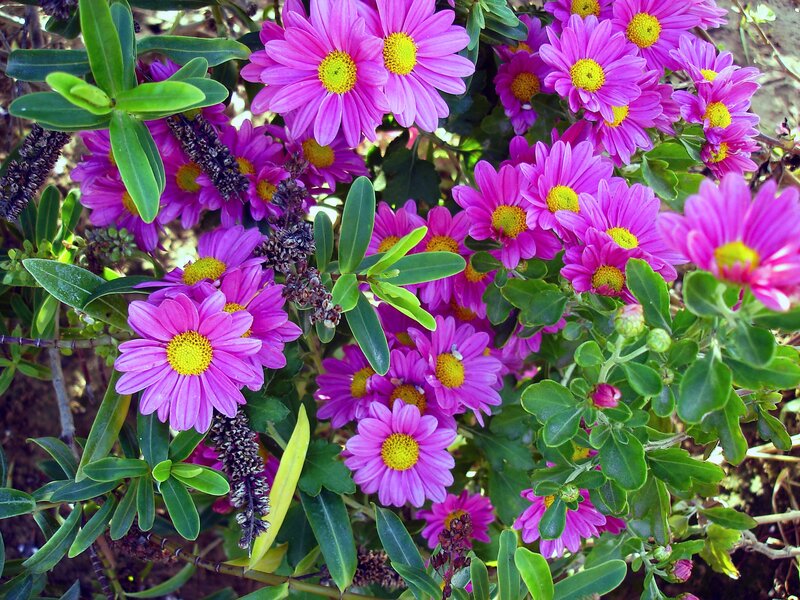 purple daisies in a garden