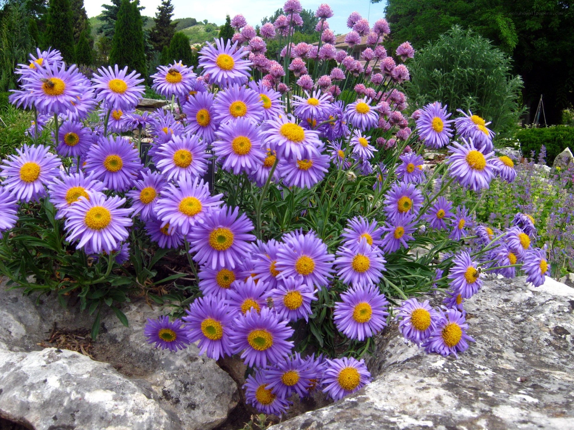 Purple daisies in a garden