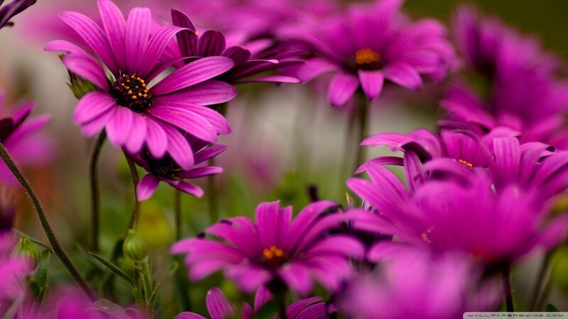 purple daisies in a garden