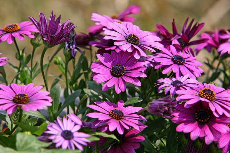 purple daisies in a garden