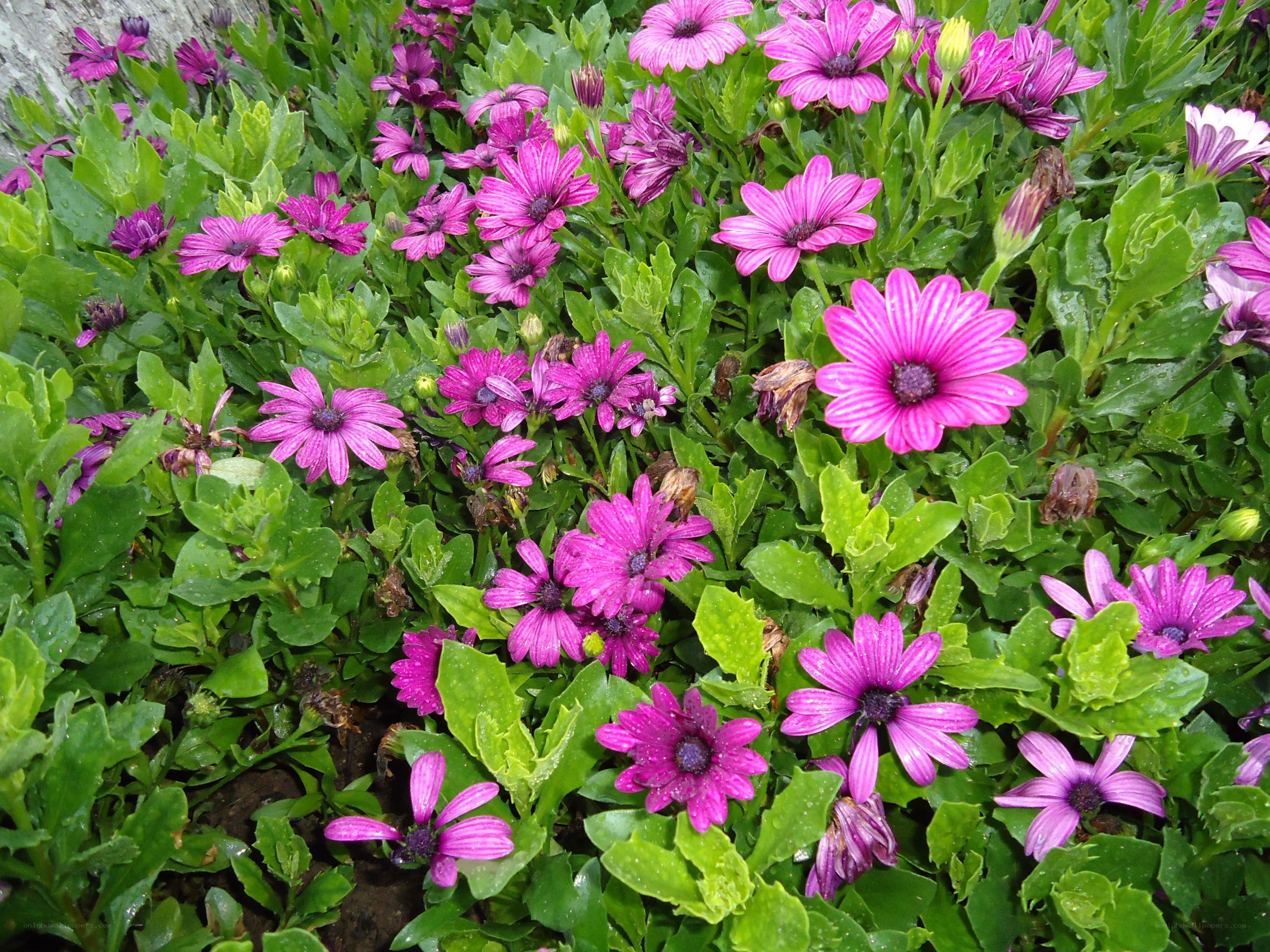 purple daisies in a garden