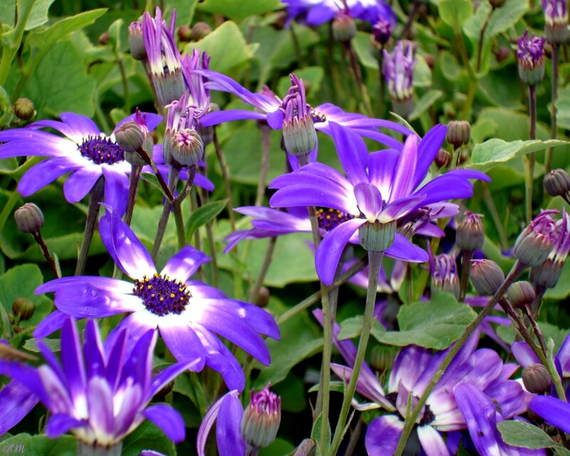 purple daisies in a garden