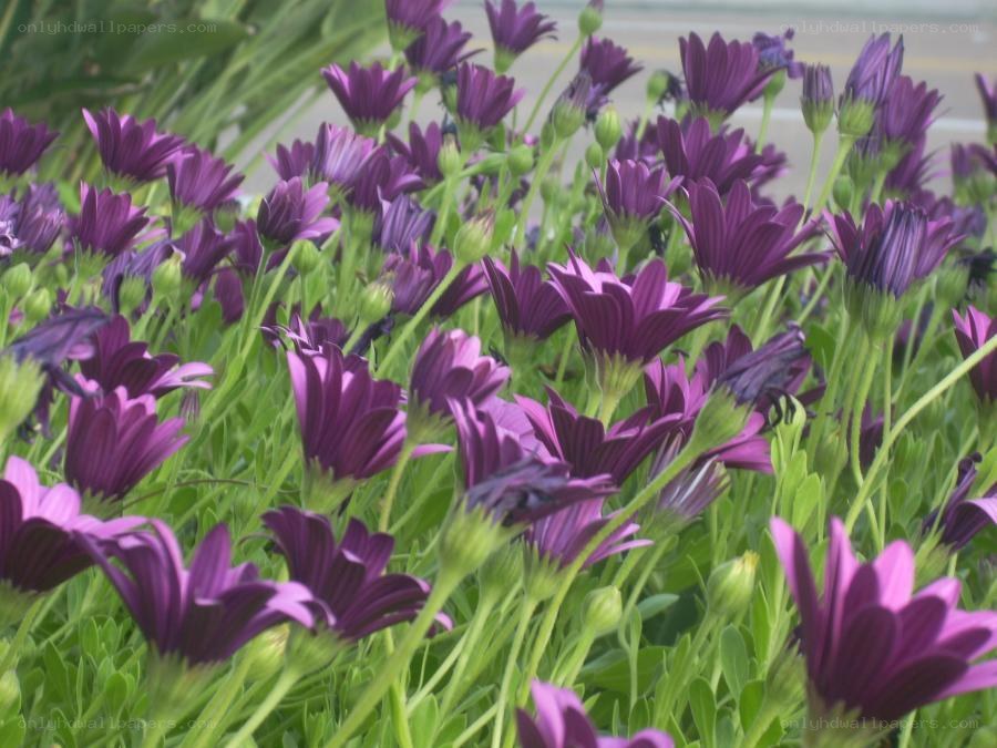 purple daisies in a garden