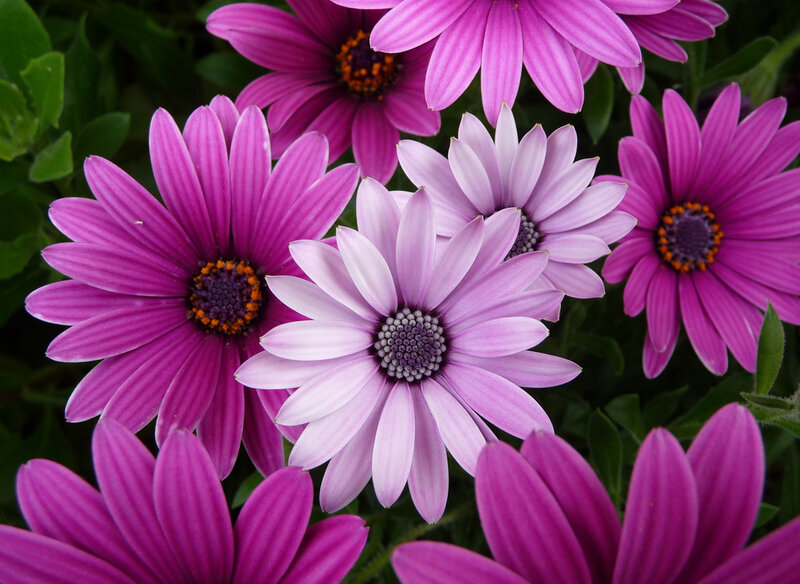 Purple daisies in a garden
