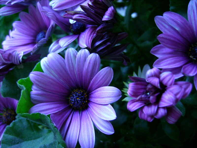 Purple daisies in a garden