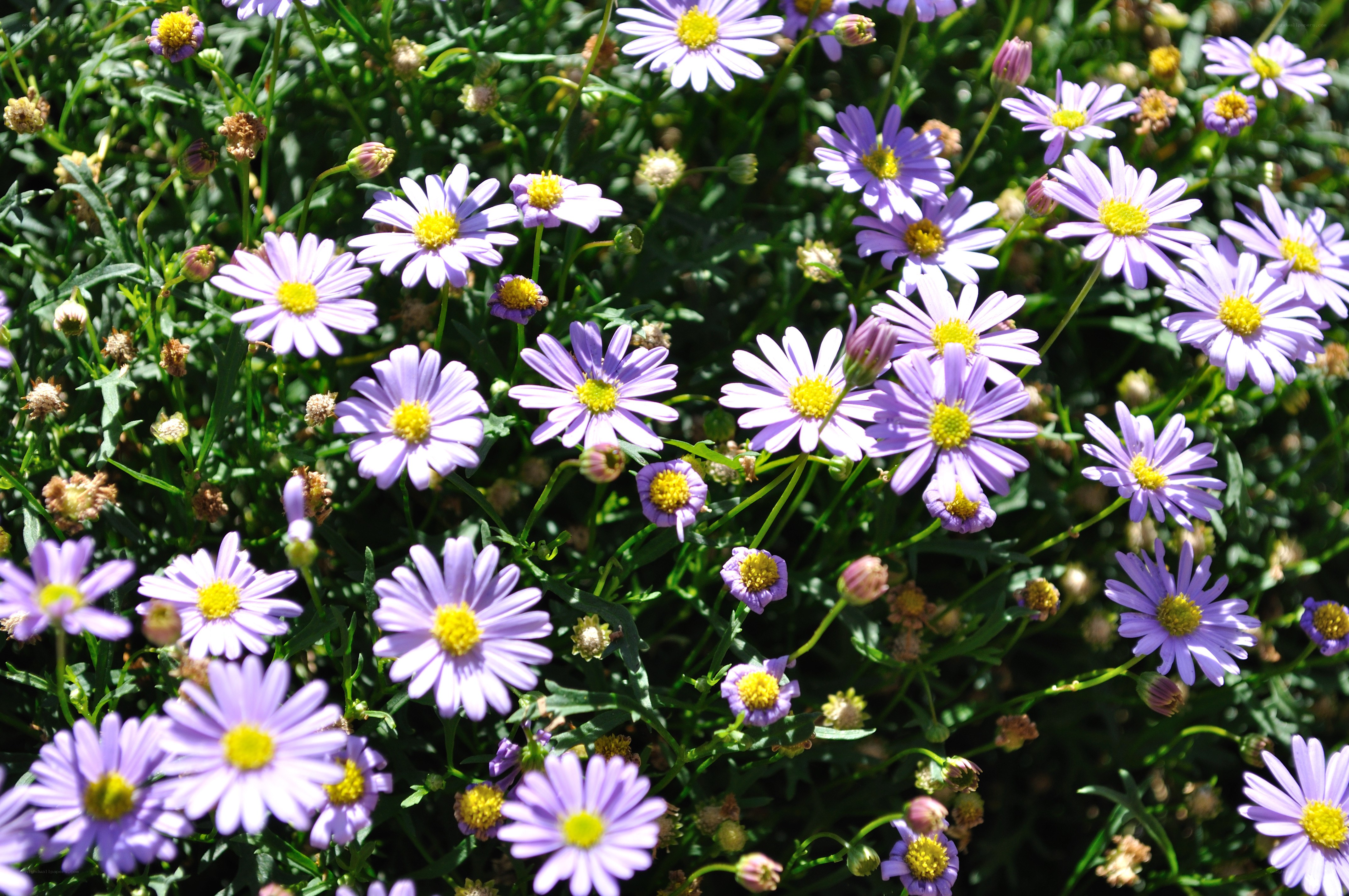 purple daisies in a garden