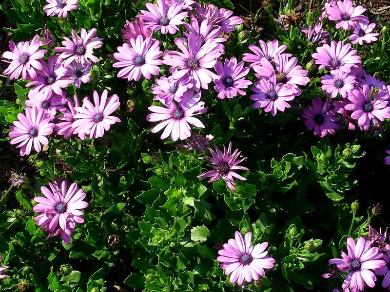 purple daisies in a garden