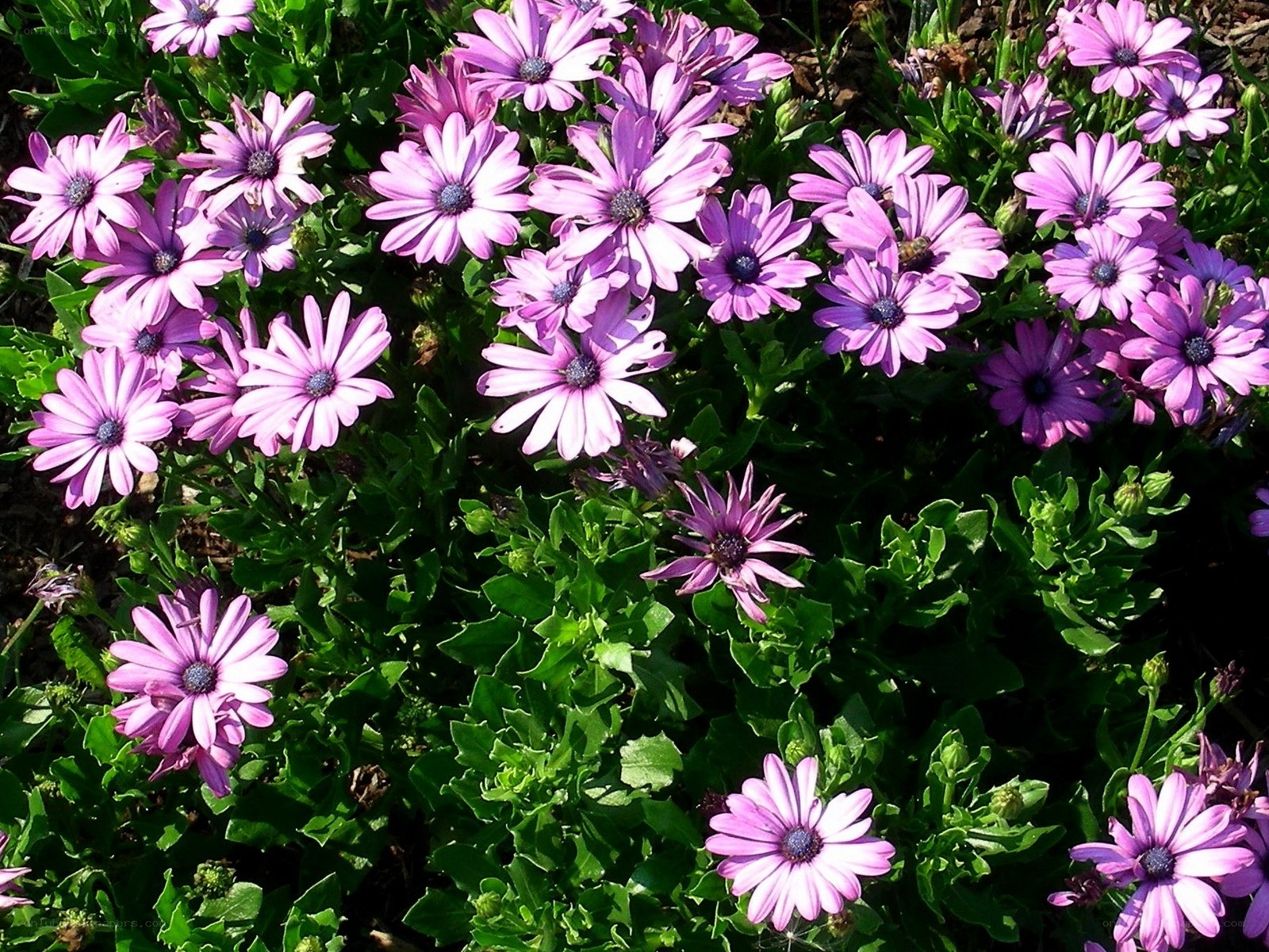 purple daisies in a garden