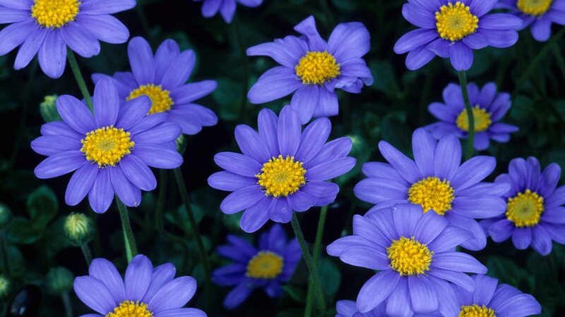 Purple daisies in a garden
