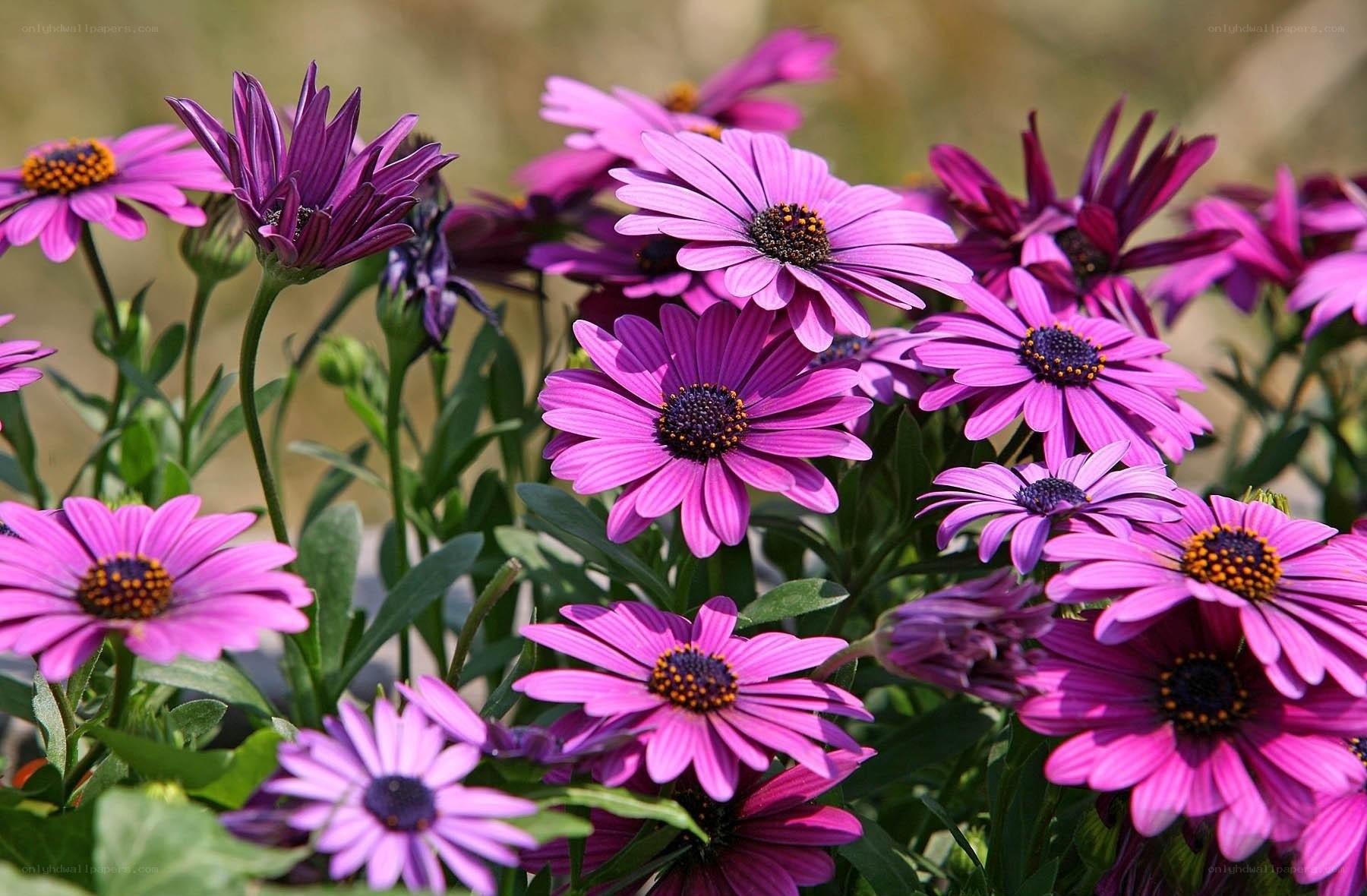 purple daisies in a garden