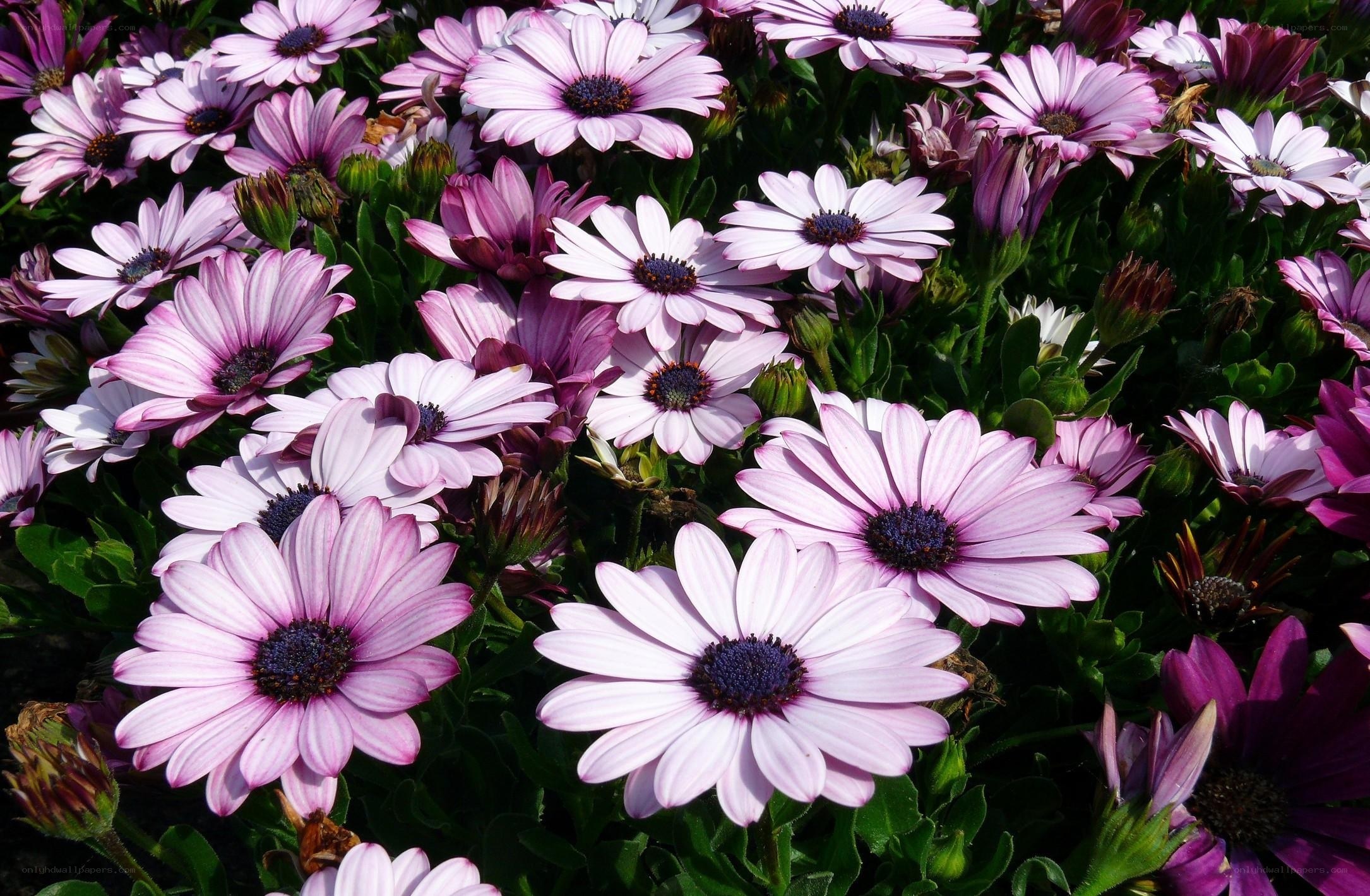 purple daisies in a garden