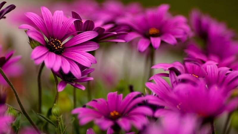 Purple daisies in a garden