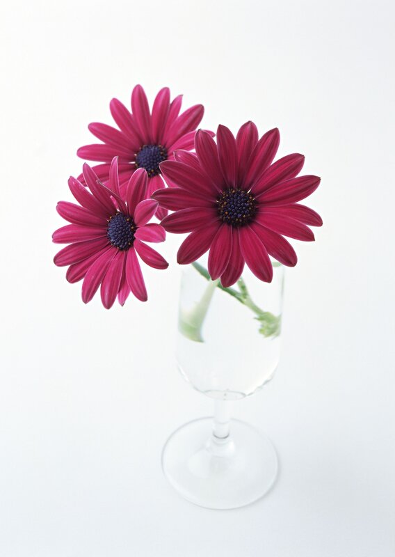 Purple daisies in a glass