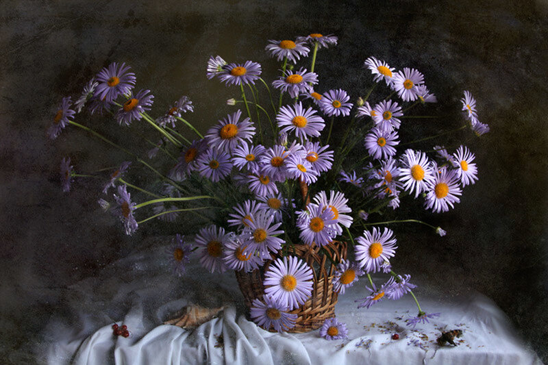 Purple Daisies in Basket — Dramatic
