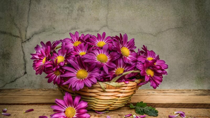 Purple Daisies in Basket