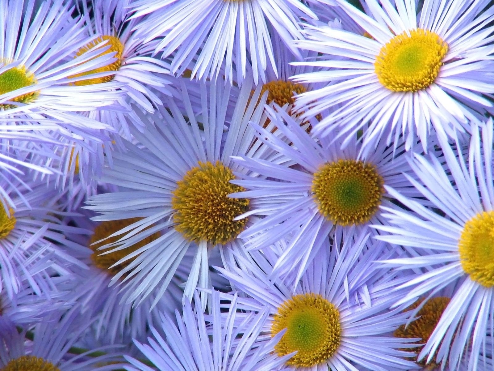 Purple daisies in bloom