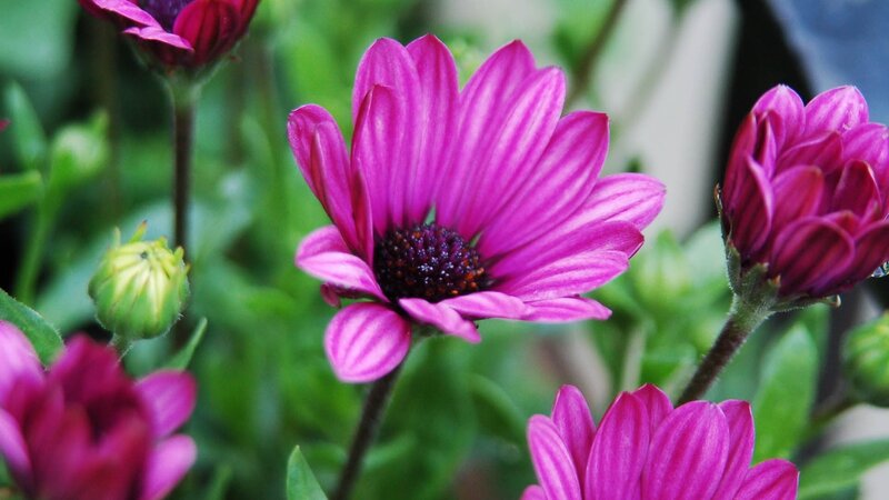 Purple daisies in bloom