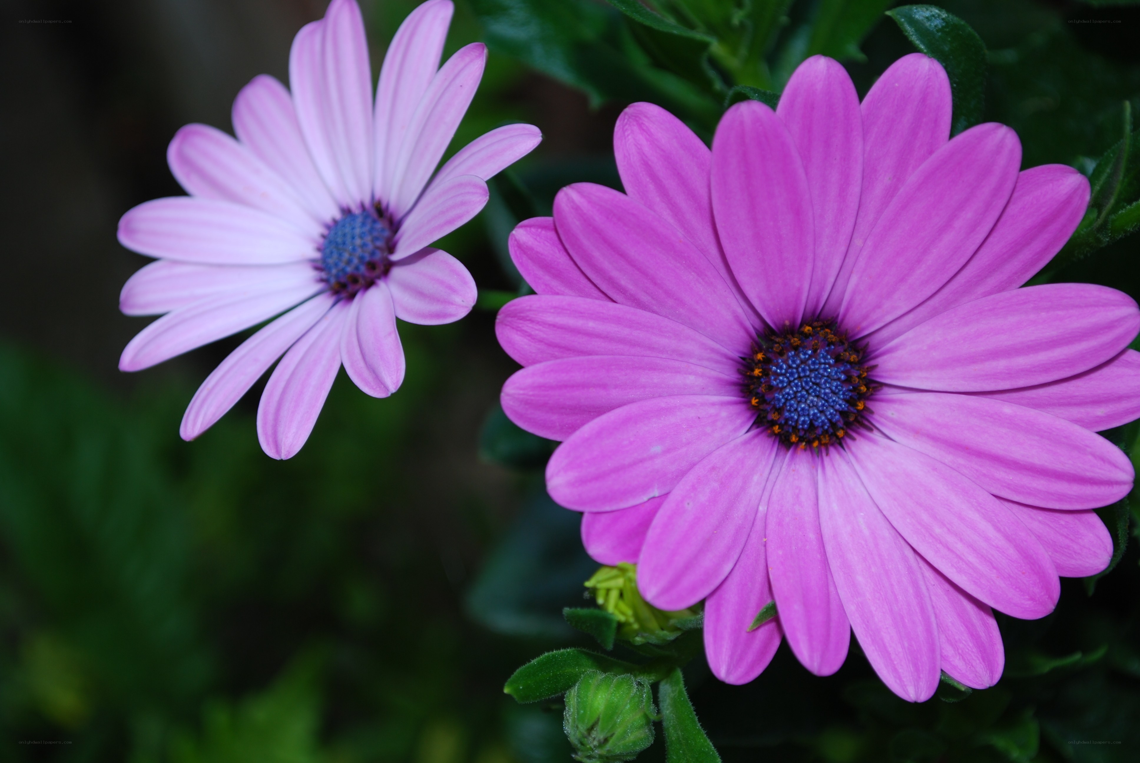 Purple daisies in bloom