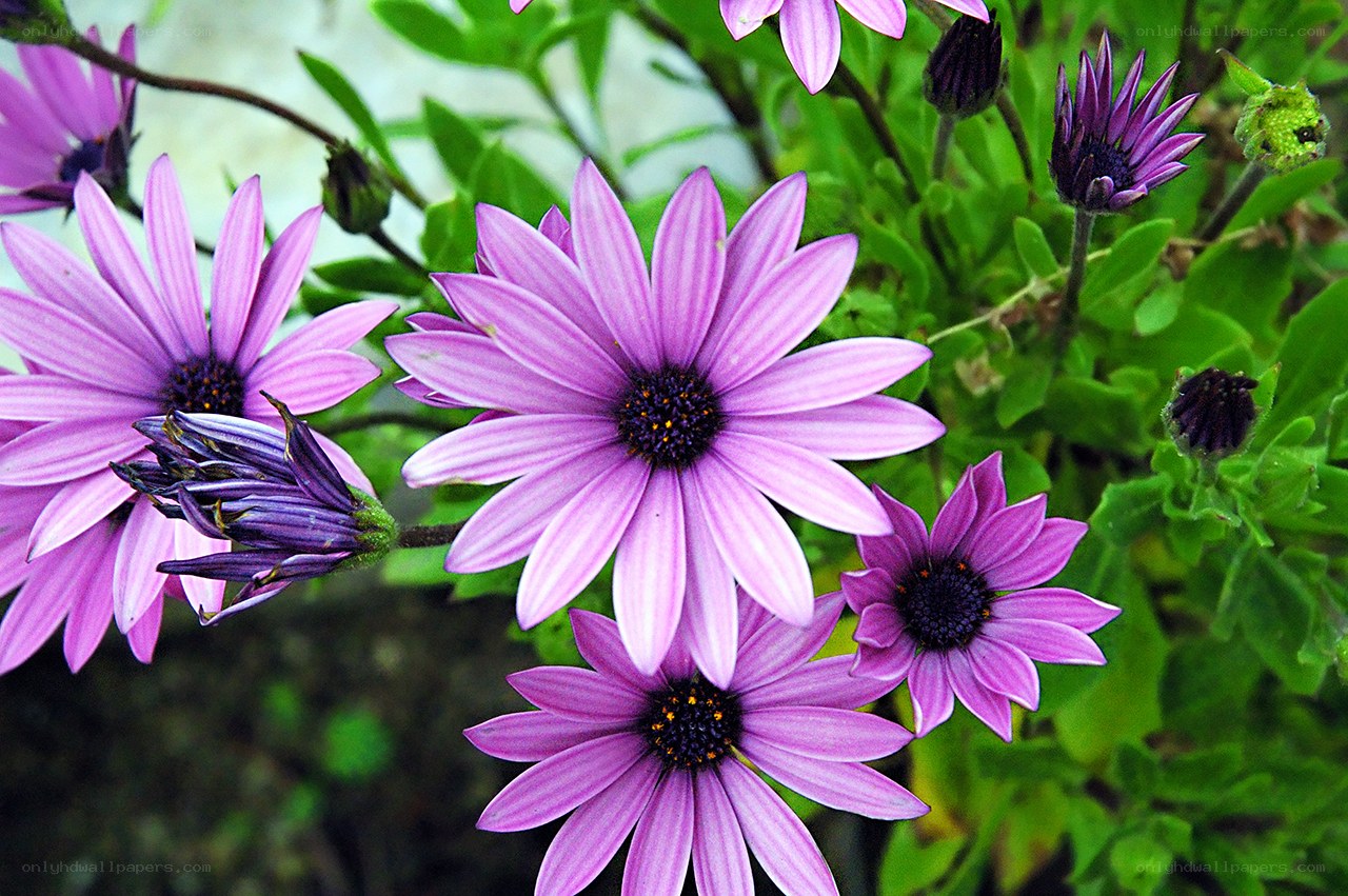 Purple daisies in bloom