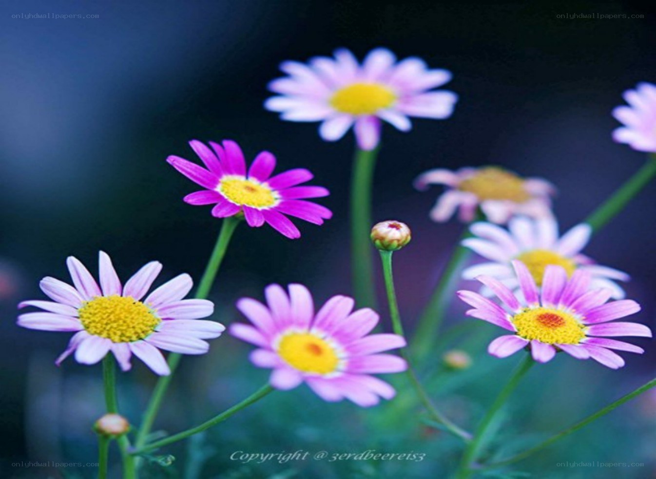 Purple daisies in bloom
