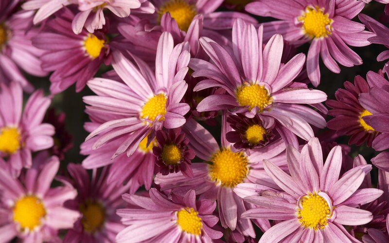 Purple Daisies in Bloom — Calm, Afternoon, Photograph, Yellow Centers