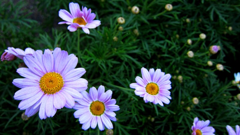 Purple Daisies in Bloom — Calm, Afternoon