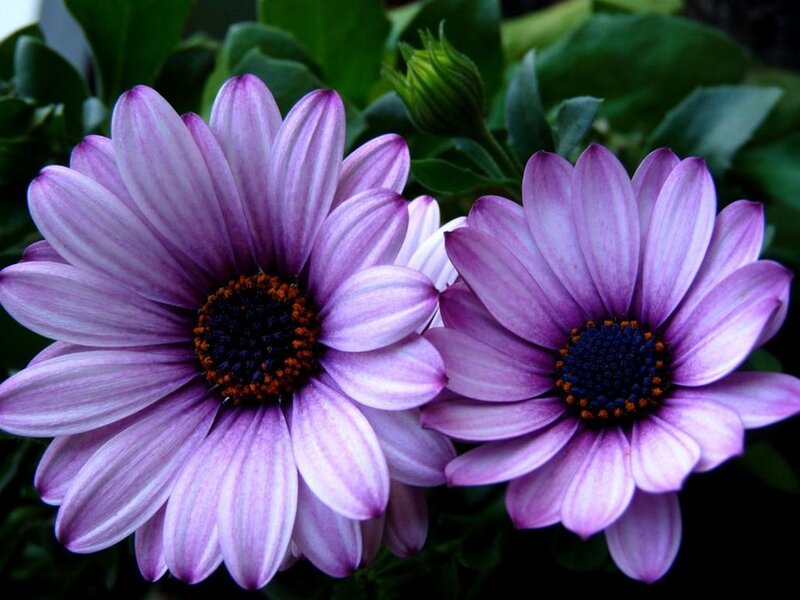 Purple Daisies in Bloom — Calm, Photograph