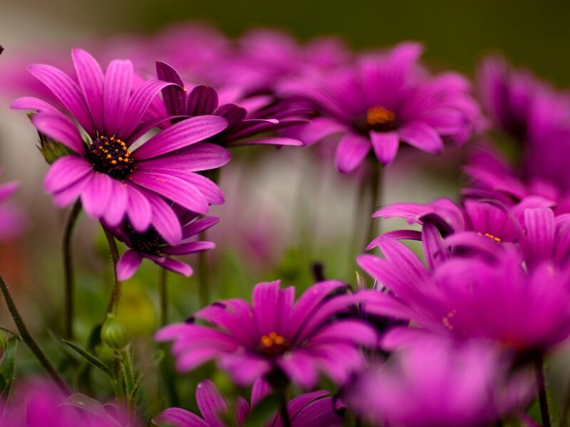 Purple Daisies in Bloom — Calm, Spring, Photograph