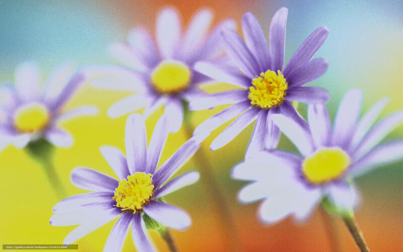 Purple Daisies in Bloom — Calm, Spring, Photograph, Yellow Centers, Green Stems