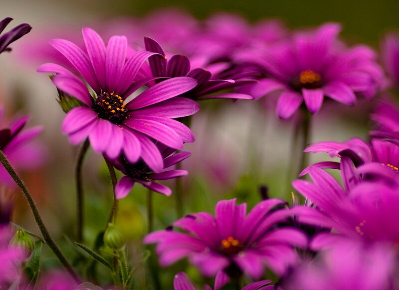 Purple Daisies in Bloom — Calm, Spring
