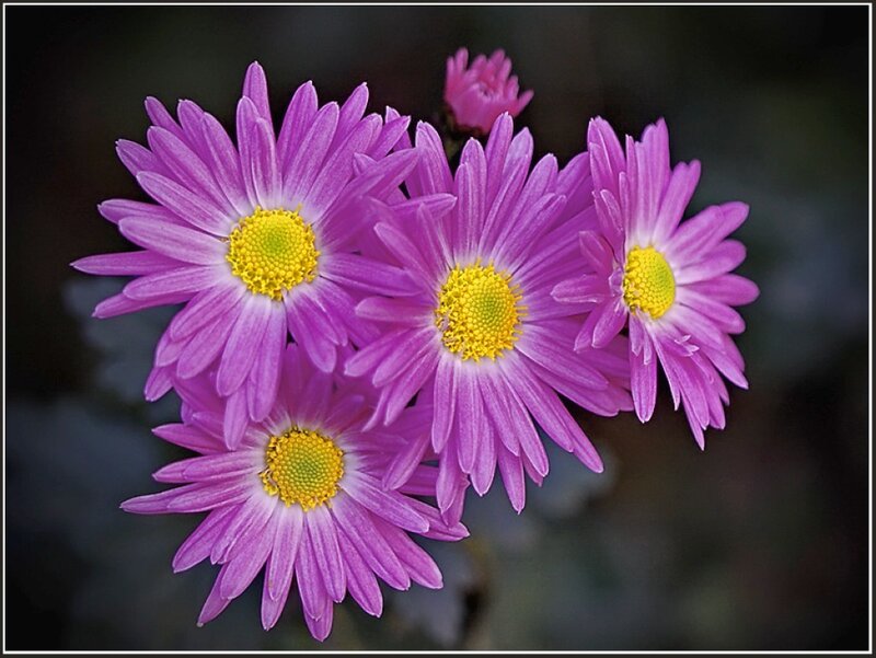 Purple Daisies in Bloom — Calm