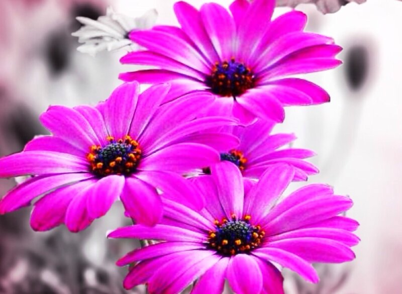 Purple Daisies in Bloom — Magenta