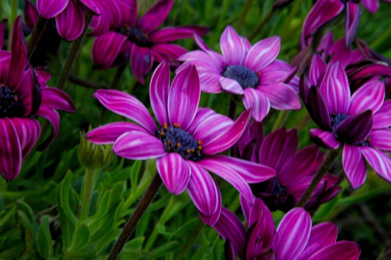 Purple Daisies in Bloom — Natural