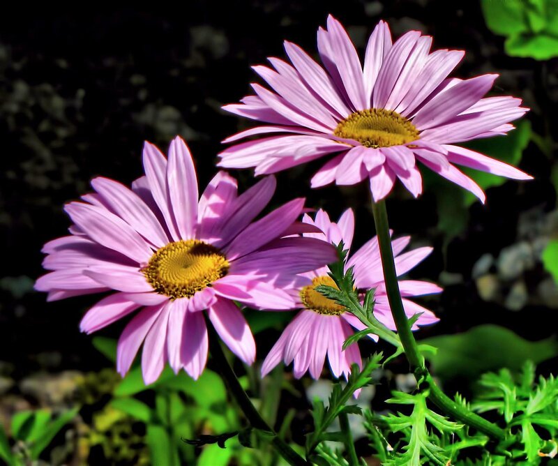Purple Daisies in Bloom — Pink, Natural